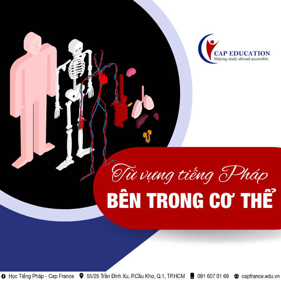 Hình ảnh minh họa Các Bộ Phận Bên Trong Cơ Thể Bằng Tiếng Pháp