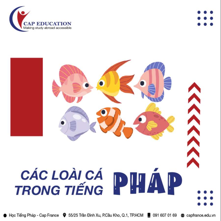 Hình ảnh minh họa Các Loài Cá Trong Tiếng Pháp