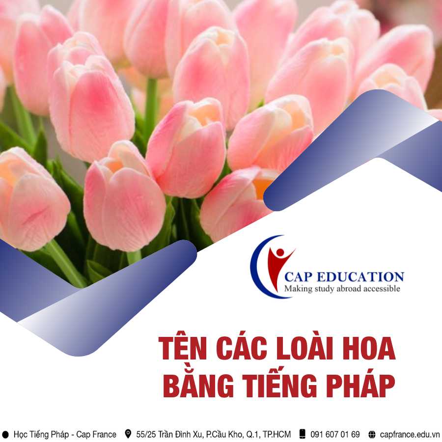 Hình ảnh minh họa Tên Các Loài Hoa Bằng Tiếng Pháp