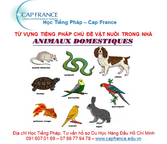 Hình ảnh minh họa Từ Vựng Tiếng Pháp Về Con Vật