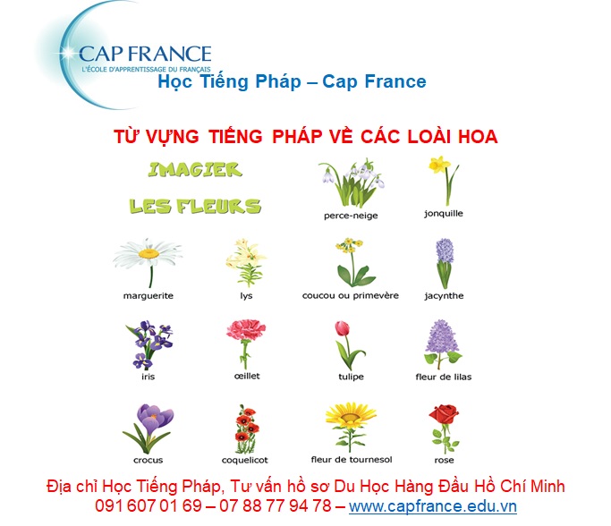 Hình ảnh minh họa Từ Vựng Tiếng Pháp Về Hoa