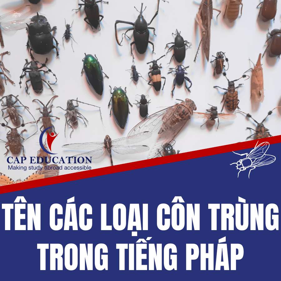 Hình ảnh minh họa Tên Các Loại Côn Trùng Trong Tiếng Pháp