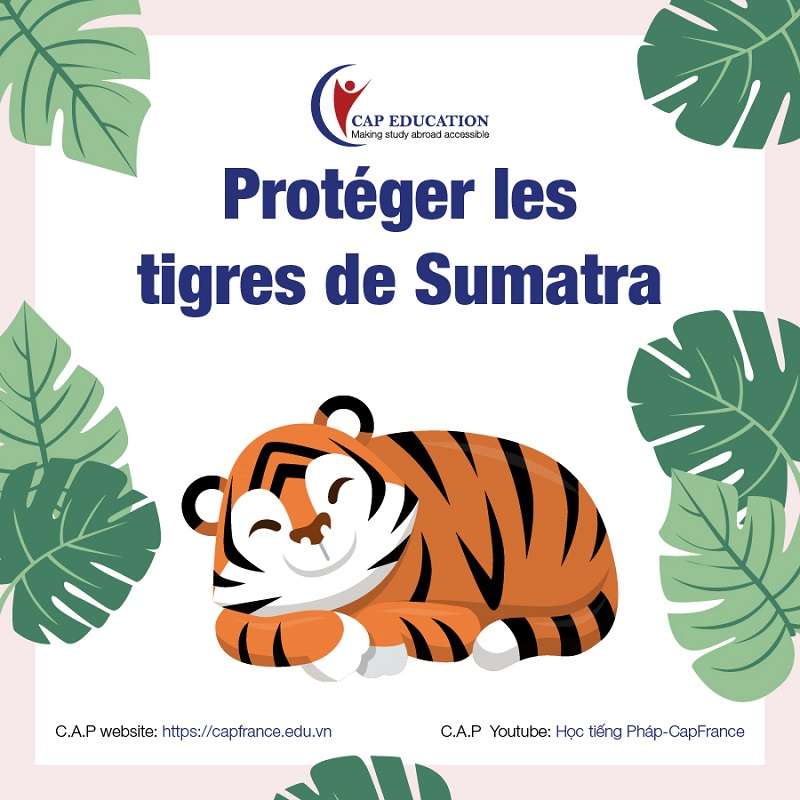 Báo Tiếng Pháp Bảo Vệ Hổ Sumatra