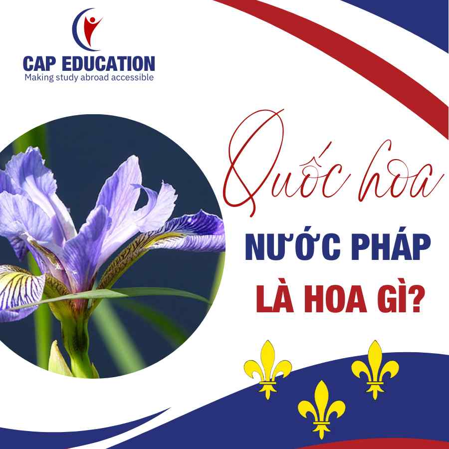 Hình ảnh minh họa Quốc Hoa Nước Pháp Là Hoa Gì?